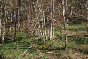 Baerlauch_01