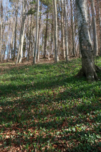 Baerlauch_19