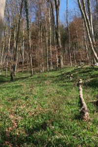 Baerlauch_20