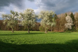 BluehBaeume_4