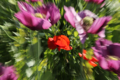 7D2_4155